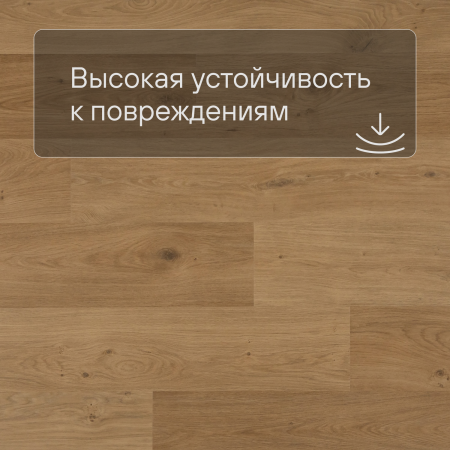 QS Second choice Alpha BLOS  SPE40320 - AVSPU 40320 Дуб береговой медовый