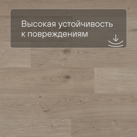 QS Second choice Alpha BLOS  SPE40322 - AVSPU 40322 Дуб береговой песчаный